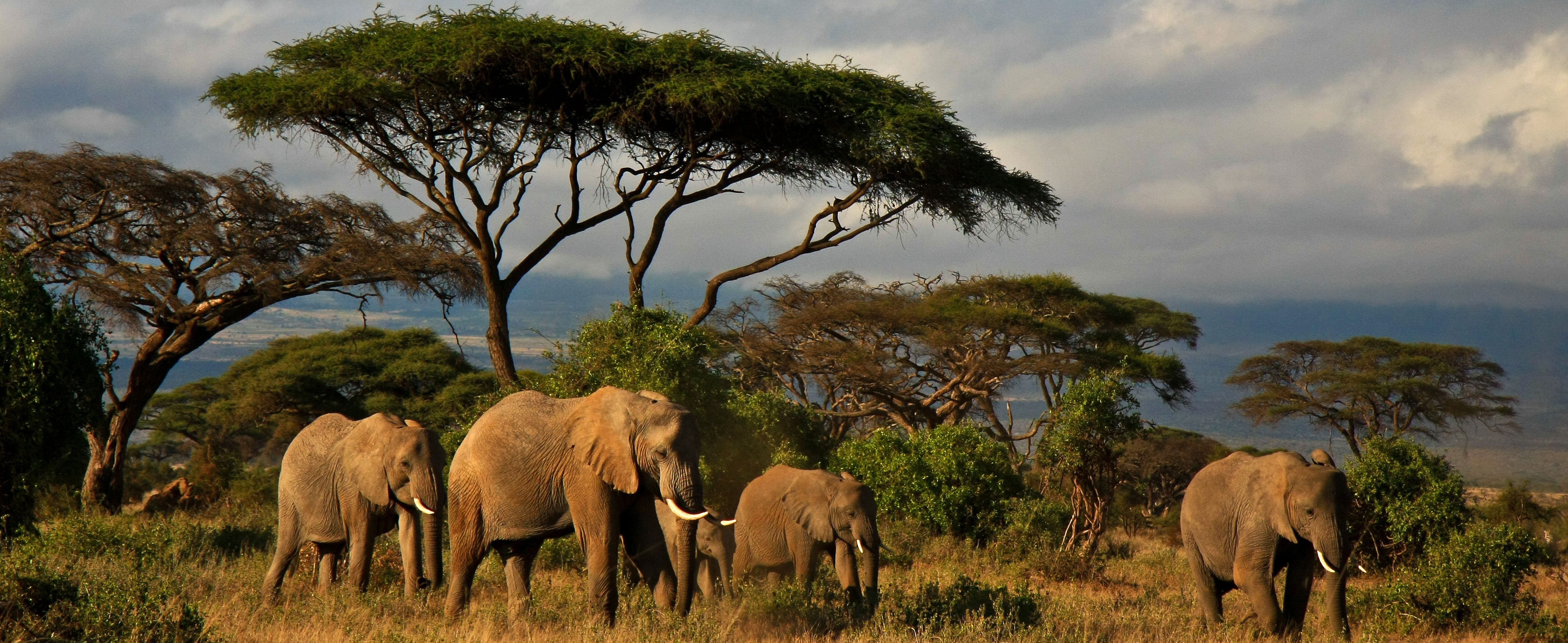 AMBOSELI-KENYA-79657924-e1431345325113