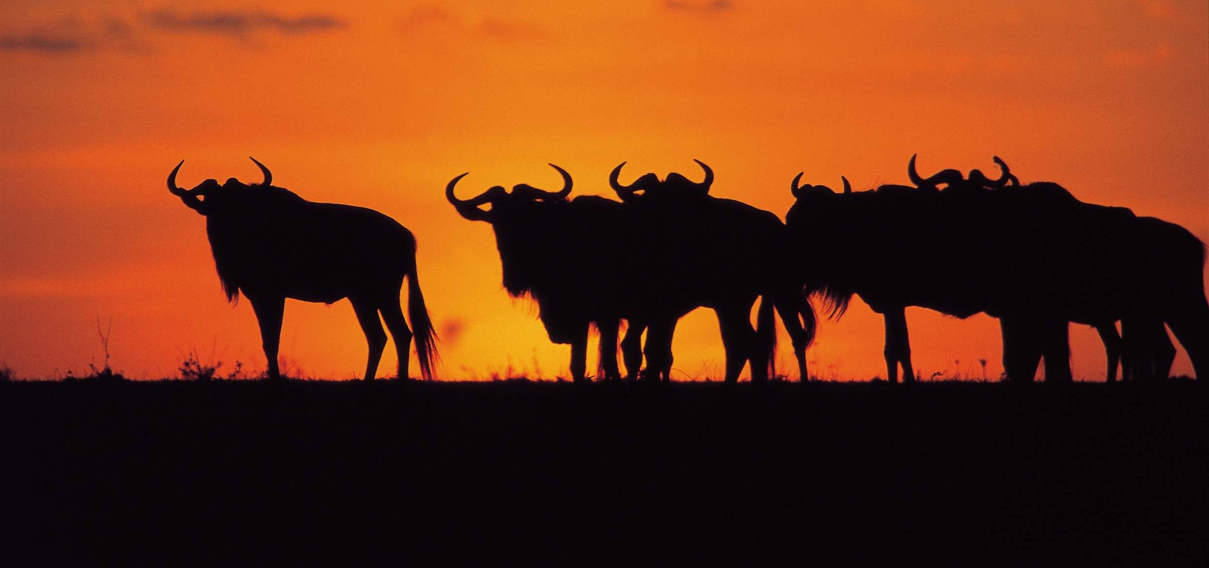 Large-Wildebeast-Sunset-e1431345069630