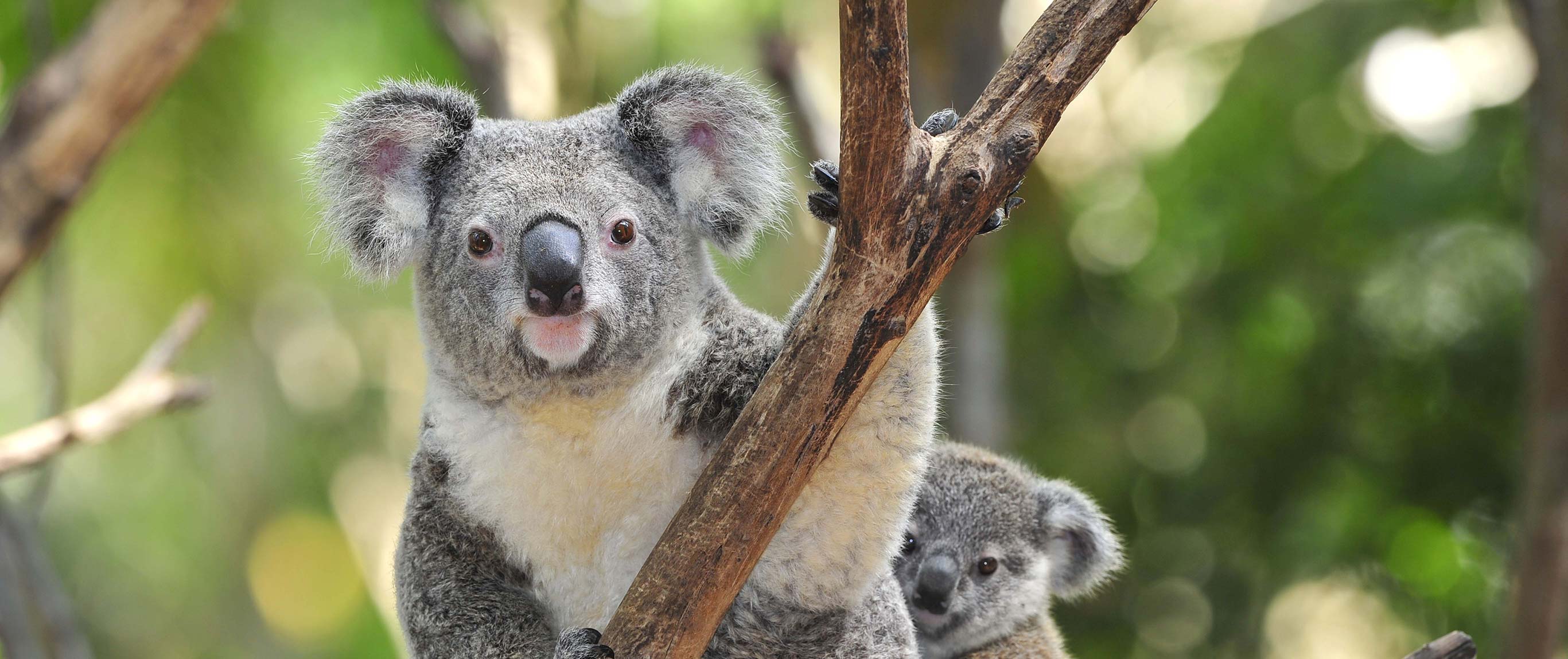 AUSTRALIA-KOALA-VIAJES
